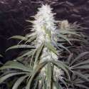 3 UND FEM - STERLING HAZE * NIRVANA 3 UND FEMINIZADAS