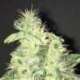 3 UND FEM - SUPREME CBD KUSH * NIRVANA 3 UND FEMINIZADAS