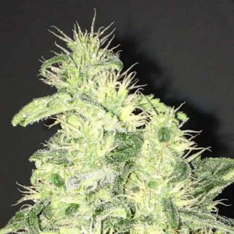 3 UND FEM - SUPREME CBD KUSH * NIRVANA 3 UND FEMINIZADAS
