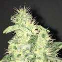 3 UND FEM - SUPREME CBD KUSH * NIRVANA 3 UND FEMINIZADAS