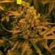 3 UND FEM - AUTO BLUEBERRY KUSH * NIRVANA 3 UND FEMINIZADAS