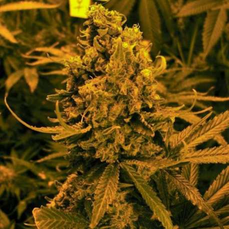 3 UND FEM - AUTO BLUEBERRY KUSH * NIRVANA 3 UND FEMINIZADAS