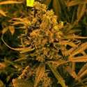 3 UND FEM - AUTO BLUEBERRY KUSH * NIRVANA 3 UND FEMINIZADAS