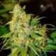 3 UND FEM - AUTO BUBBLELICIOUS * NIRVANA 3 UND FEMINIZADAS