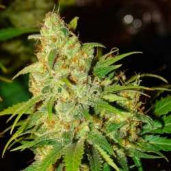 3 UND FEM - AUTO BUBBLELICIOUS * NIRVANA 3 UND FEMINIZADAS