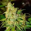 3 UND FEM - AUTO BUBBLELICIOUS * NIRVANA 3 UND FEMINIZADAS
