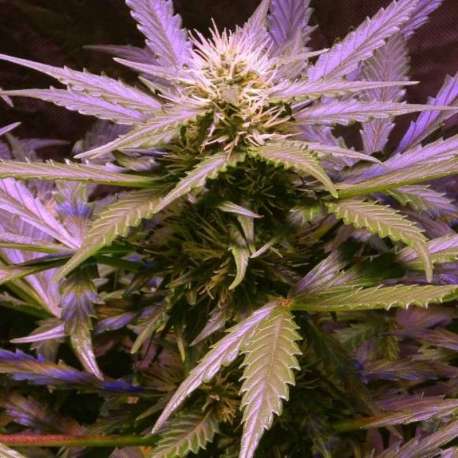 3 UND FEM - AUTO LEMON OG HAZE * NIRVANA 3 UND FEMINIZADAS
