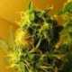 3 UND FEM - AUTO NORTHERN LIGHTS * NIRVANA 3 UND FEMINIZADAS