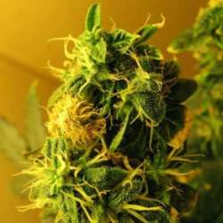 3 UND FEM - AUTO NORTHERN LIGHTS * NIRVANA 3 UND FEMINIZADAS