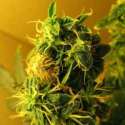 3 UND FEM - AUTO NORTHERN LIGHTS * NIRVANA 3 UND FEMINIZADAS