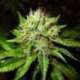 3 UND FEM - AUTO OG KUSH * NIRVANA 3 UND FEMINIZADAS