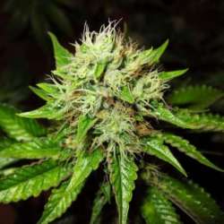 3 UND FEM - AUTO OG KUSH * NIRVANA 3 UND FEMINIZADAS
