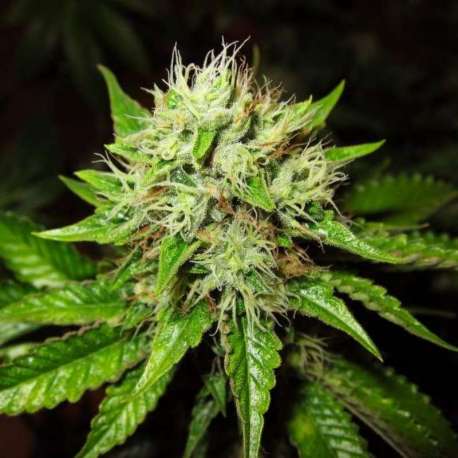 3 UND FEM - AUTO OG KUSH * NIRVANA 3 UND FEMINIZADAS