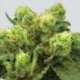3 UND FEM - PRE-99 BIG BUD * NIRVANA 3 UND FEMINIZADAS