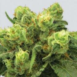 3 UND FEM - PRE-99 BIG BUD * NIRVANA 3 UND FEMINIZADAS