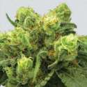3 UND FEM - PRE-99 BIG BUD * NIRVANA 3 UND FEMINIZADAS