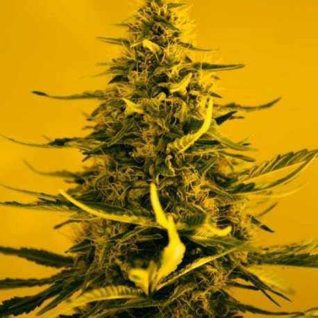 10 UND FEM - AUTO WHITE WIDOW * NIRVANA 10 UND FEMINIZADAS