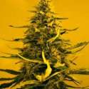 10 UND FEM - AUTO WHITE WIDOW * NIRVANA 10 UND FEMINIZADAS