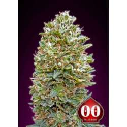 5 UND FEM - BUBBLE GUM AUTO * 00SEEDS 5 UND FEMINIZADAS