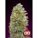 5 UND FEM - BUBBLE GUM AUTO * 00SEEDS 5 UND FEMINIZADAS