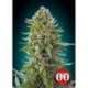 5 UND FEM - NORTHERN LIGHTS AUTO * 00SEEDS 5 UND FEMINIZADAS