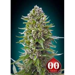 5 UND FEM - NORTHERN LIGHTS AUTO * 00SEEDS 5 UND FEMINIZADAS