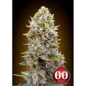 5 UND FEM - CHEESE BERRY AUTO * 00SEEDS 5 UND FEMINIZADAS