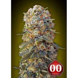 5 UND FEM - SWEET CRITICAL * 00SEEDS 5 UND FEMINIZADAS