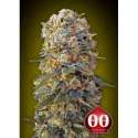 5 UND FEM - SWEET CRITICAL * 00SEEDS 5 UND FEMINIZADAS