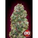 5 UND FEM - BUBBLE GUM * 00SEEDS 5 UND FEMINIZADAS