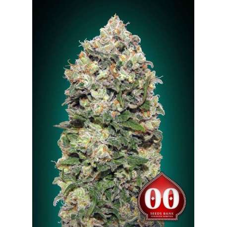 5 UND FEM - NORTHERN LIGHTS * 00SEEDS 5 UND FEMINIZADAS