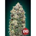 5 UND FEM - NORTHERN LIGHTS * 00SEEDS 5 UND FEMINIZADAS