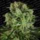 3 UND FEM - DURGA MATA II CBD * PARADISE SEEDS FEMINIZADA 3 UND