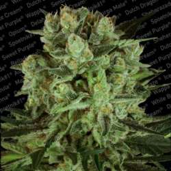 3 UND FEM - DURGA MATA II CBD * PARADISE SEEDS FEMINIZADA 3 UND