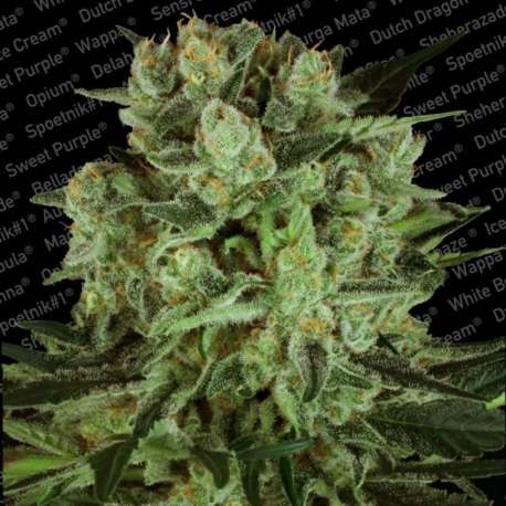 3 UND FEM - DURGA MATA II CBD * PARADISE SEEDS FEMINIZADA 3 UND