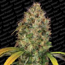 3 UND FEM - DUTCH KUSH * PARADISE SEEDS 3 UND FEMINIZADAS