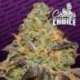 3 UND FEM - BLUE KUSH BERRY * PARADISE SEEDS 3 UND FEMINIZADAS