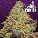 3 UND FEM - BLUE KUSH BERRY * PARADISE SEEDS 3 UND FEMINIZADAS