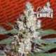 3 UND FEM - L.A. AMNESIA * PARADISE SEEDS 3 UND FEMINIZADAS