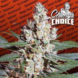 3 UND FEM - L.A. AMNESIA * PARADISE SEEDS 3 UND FEMINIZADAS