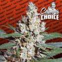 3 UND FEM - L.A. AMNESIA * PARADISE SEEDS 3 UND FEMINIZADAS