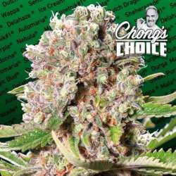 3 UND FEM - MENDOCINO SKUNK * PARADISE SEEDS 3 UND FEMINIZADAS