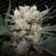 3 UND FEM - CALIFORNIAN GOLD * PARADISE SEEDS 3 UND FEMINIZADAS