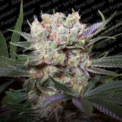 3 UND FEM - CALIFORNIAN GOLD * PARADISE SEEDS 3 UND FEMINIZADAS