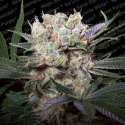 3 UND FEM - CALIFORNIAN GOLD * PARADISE SEEDS 3 UND FEMINIZADAS