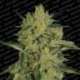 5 UND FEM - NEBULA II CBD * PARADISE SEEDS FEMINIZADA 5 UND