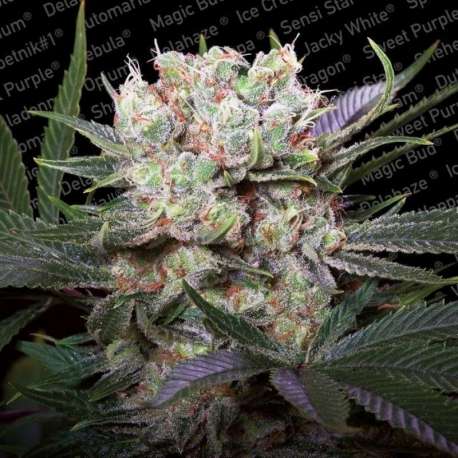 5 UND FEM - CALIFORNIAN GOLD * PARADISE SEEDS 5 UND FEMINIZADAS