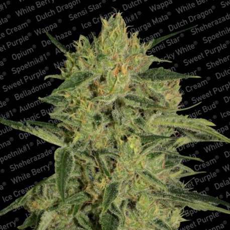10 UND FEM - NEBULA II CBD * PARADISE SEEDS FEMINIZADA 10 UND