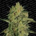 10 UND FEM - NEBULA II CBD * PARADISE SEEDS FEMINIZADA 10 UND