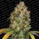 10 UND FEM - DUTCH KUSH * PARADISE SEEDS 10 UND FEMINIZADAS